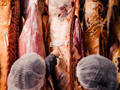 Ghorban Global | About