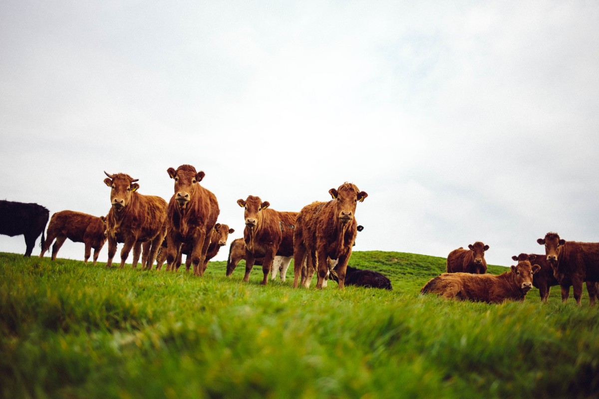 Ghorban Global | Rind